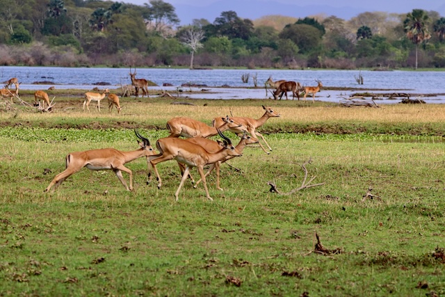 Liwonde National Park impala, Malawi