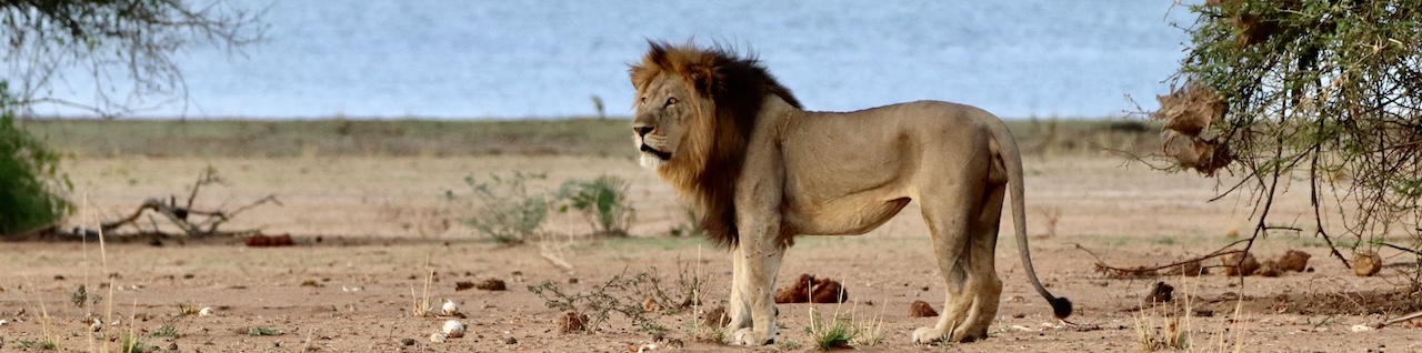 Small group tour, Zambia & Malawai - elephants and boat