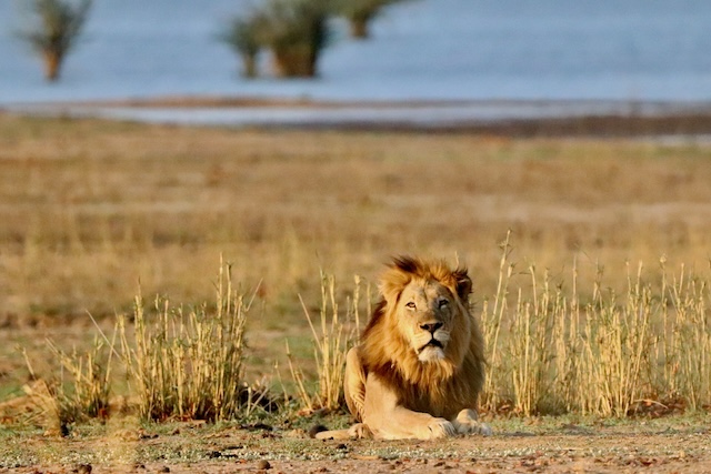 Lion in Liwonde Np, Malawi