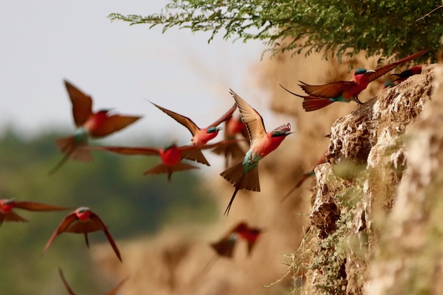 Carmine bee eaters nesting, South Luangwa