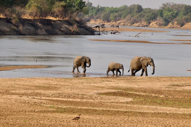 Elephant crossing the Luangwa River, Nsefu, Zambia