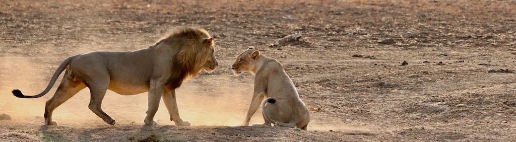 Hwange Lion, Zimbabwe