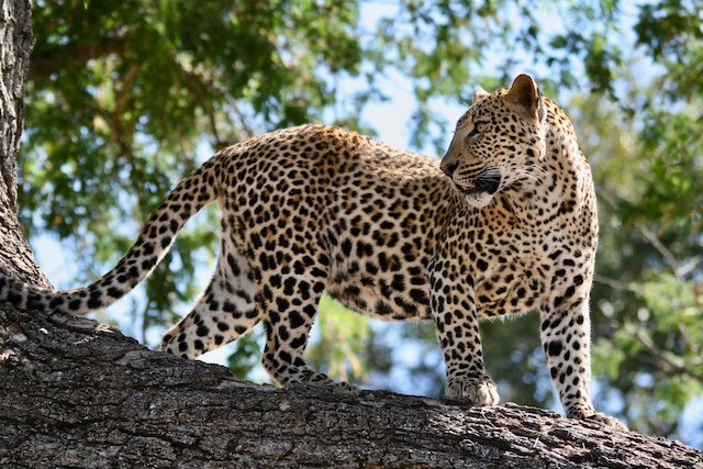 South Luangwa Leopard in a tree, Zambia