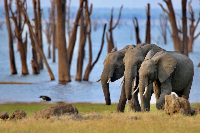 Zambia Victoria Falls & Kafue