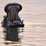 Yawning hippo
