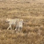 East Africa cheetah