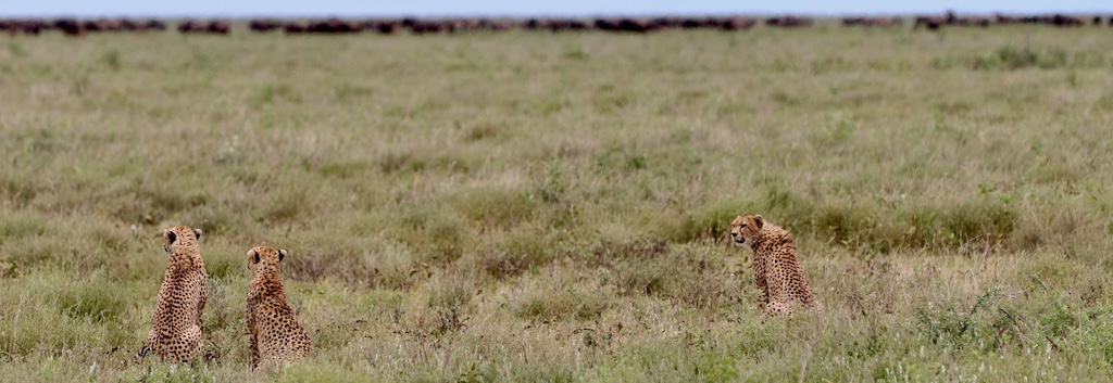 Wildebeest herds on the Serengeti Plains, Tanzania