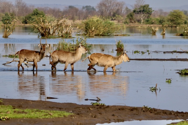 Lunagwa River, Zambia