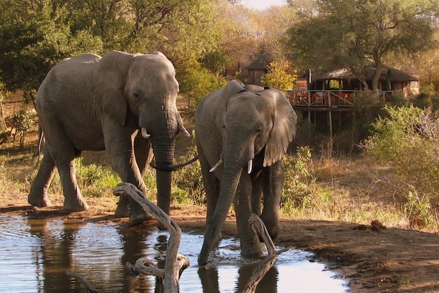 Umlani Bush Camp, Timbavati, Greater Kruger