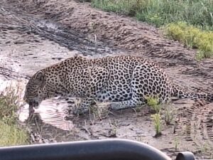 Leopard drinking - Africa on Foot, Kruger