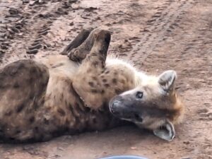 Hyena, Africa on Foot