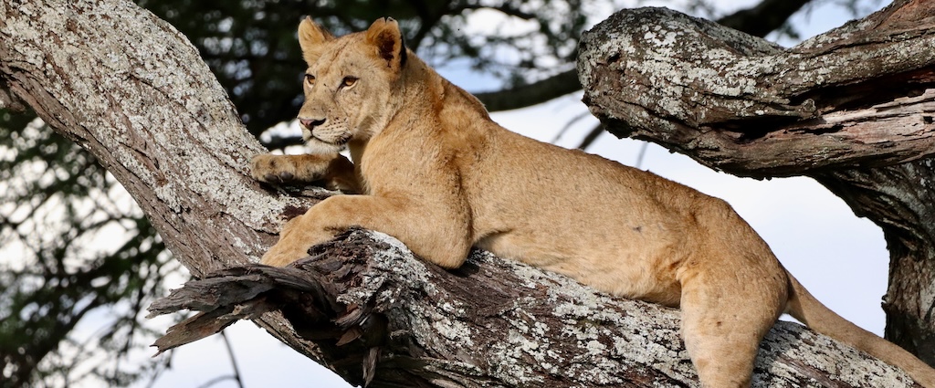 Lion in a tree, Tarangire NP, Tanzania