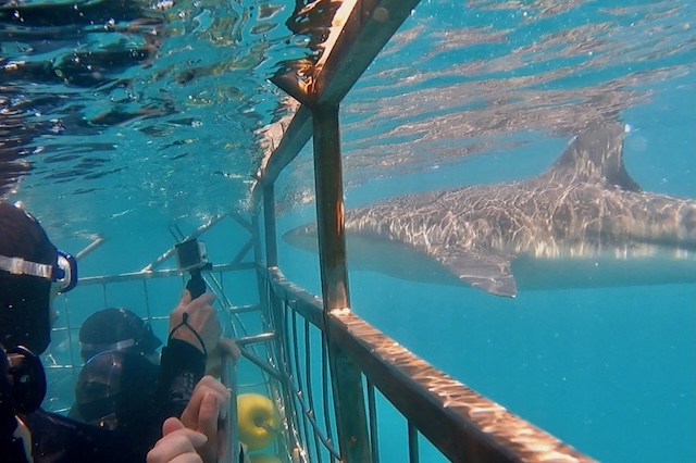 Shark Cave Diving South Africa