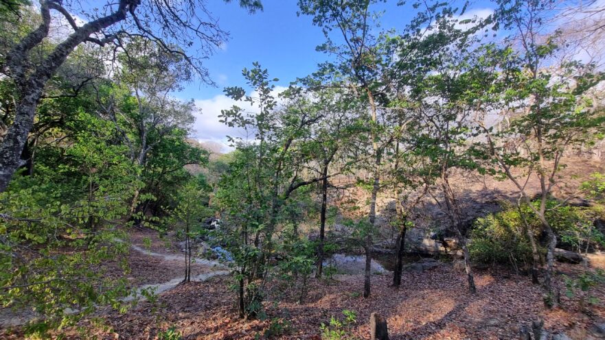 Dzalanyama Forest Dzalanyama Forest
