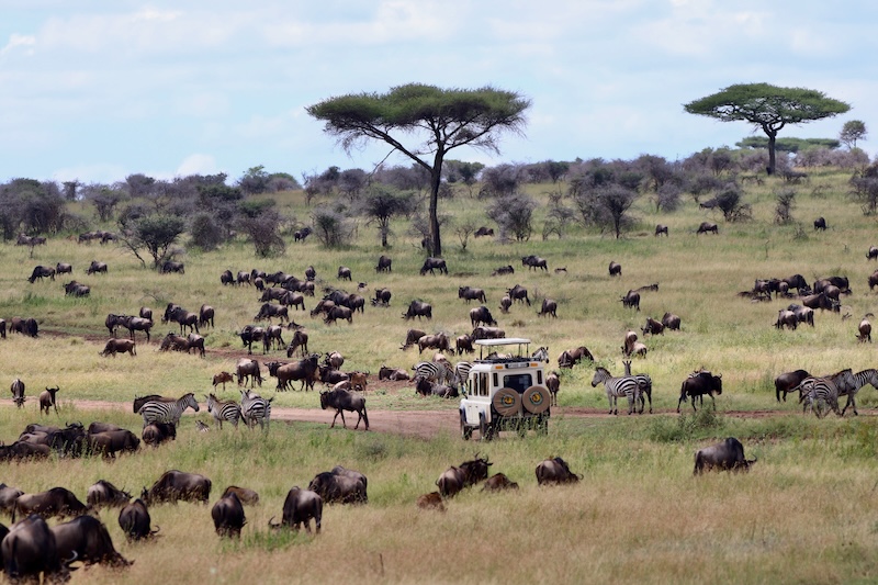Serengeti Safari Magic, fly in safari, Tanzania