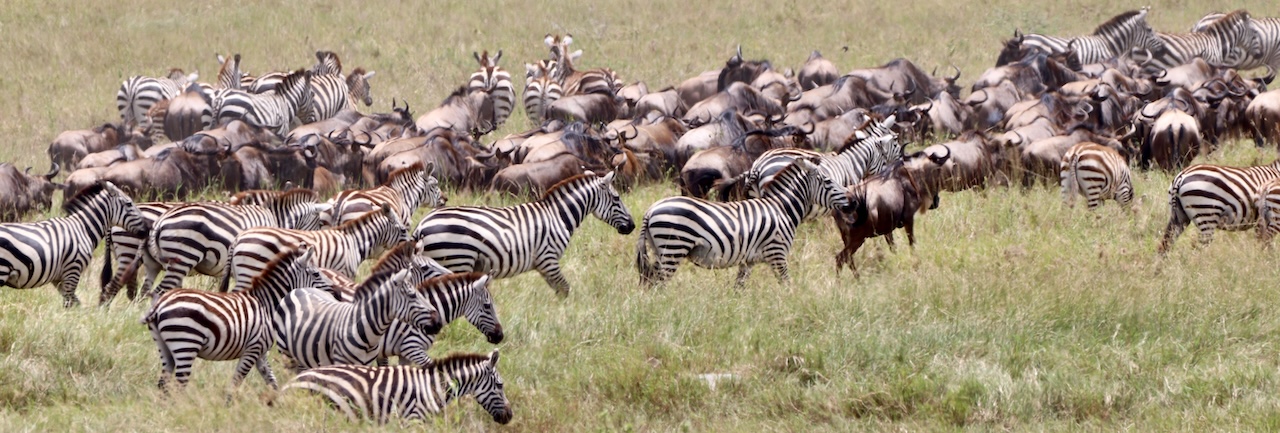 Migration herds in the Serengeti, Banner