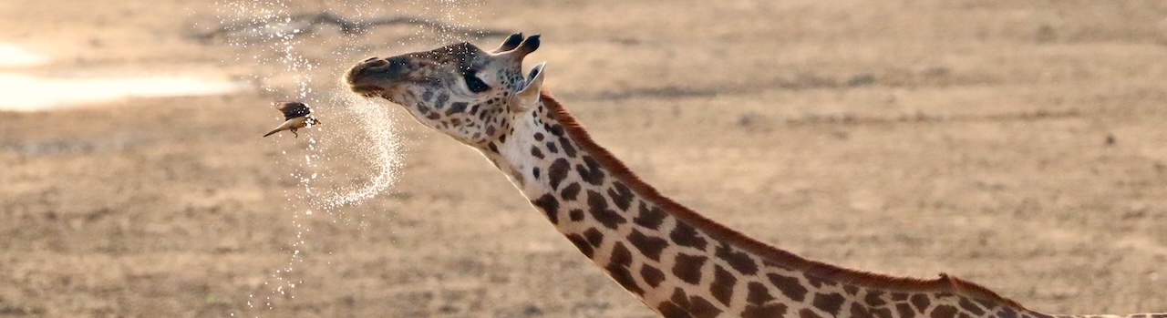 Zambia itineraries