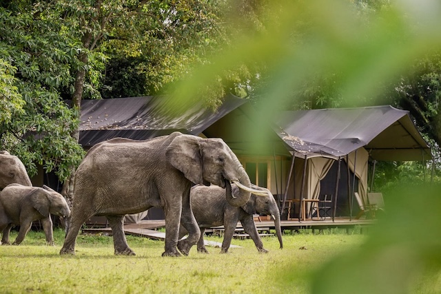 Governors' Camp, Masai Mara, Kenya