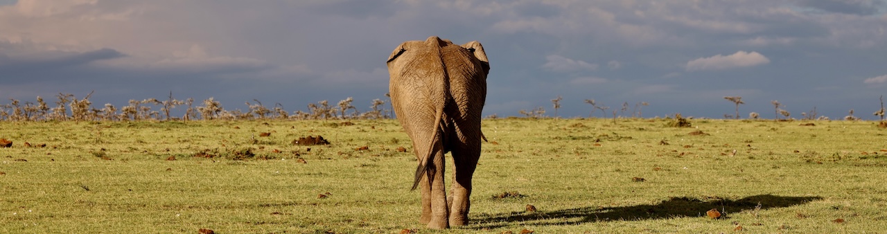 Masai Mara Naboisho Conservancy Elephant Banner