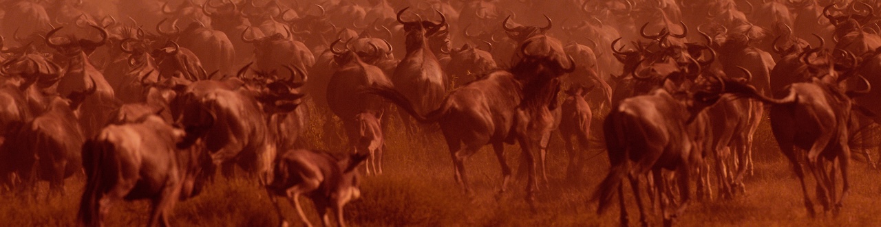 Great migration, Serengeti, Tanzania Banner