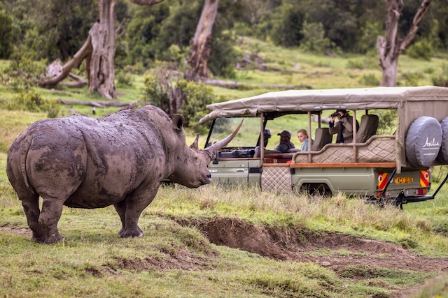 Ol Pejeta Conservancy, Rhino, Kenya