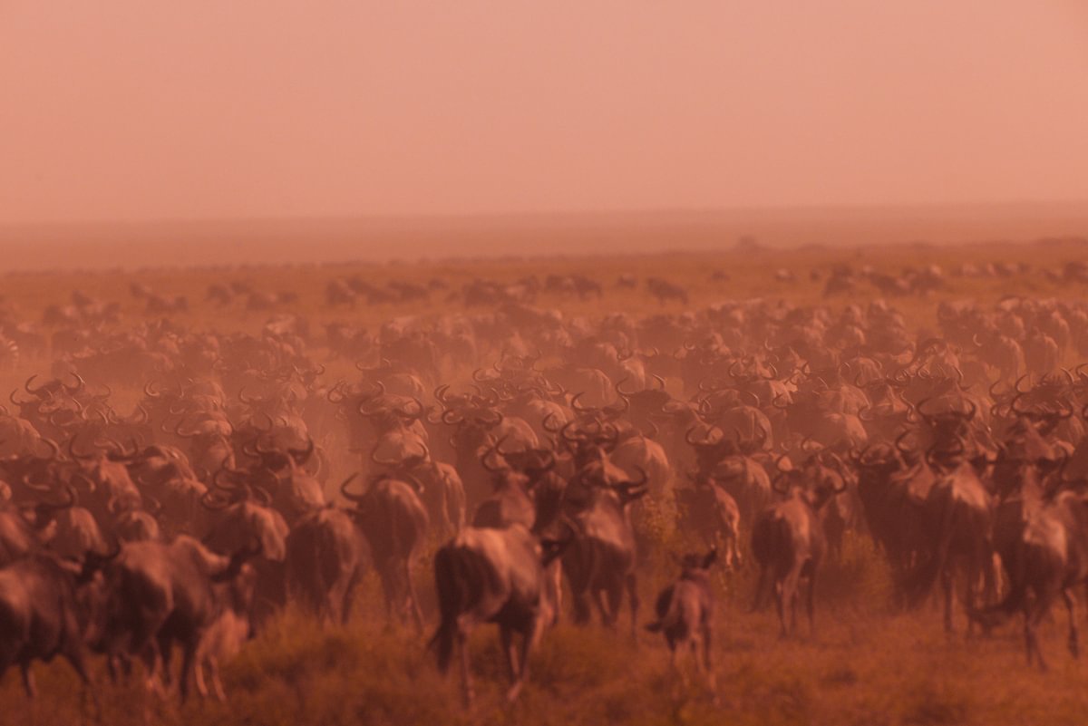 Lamai Wedge, Serengeti, Migration