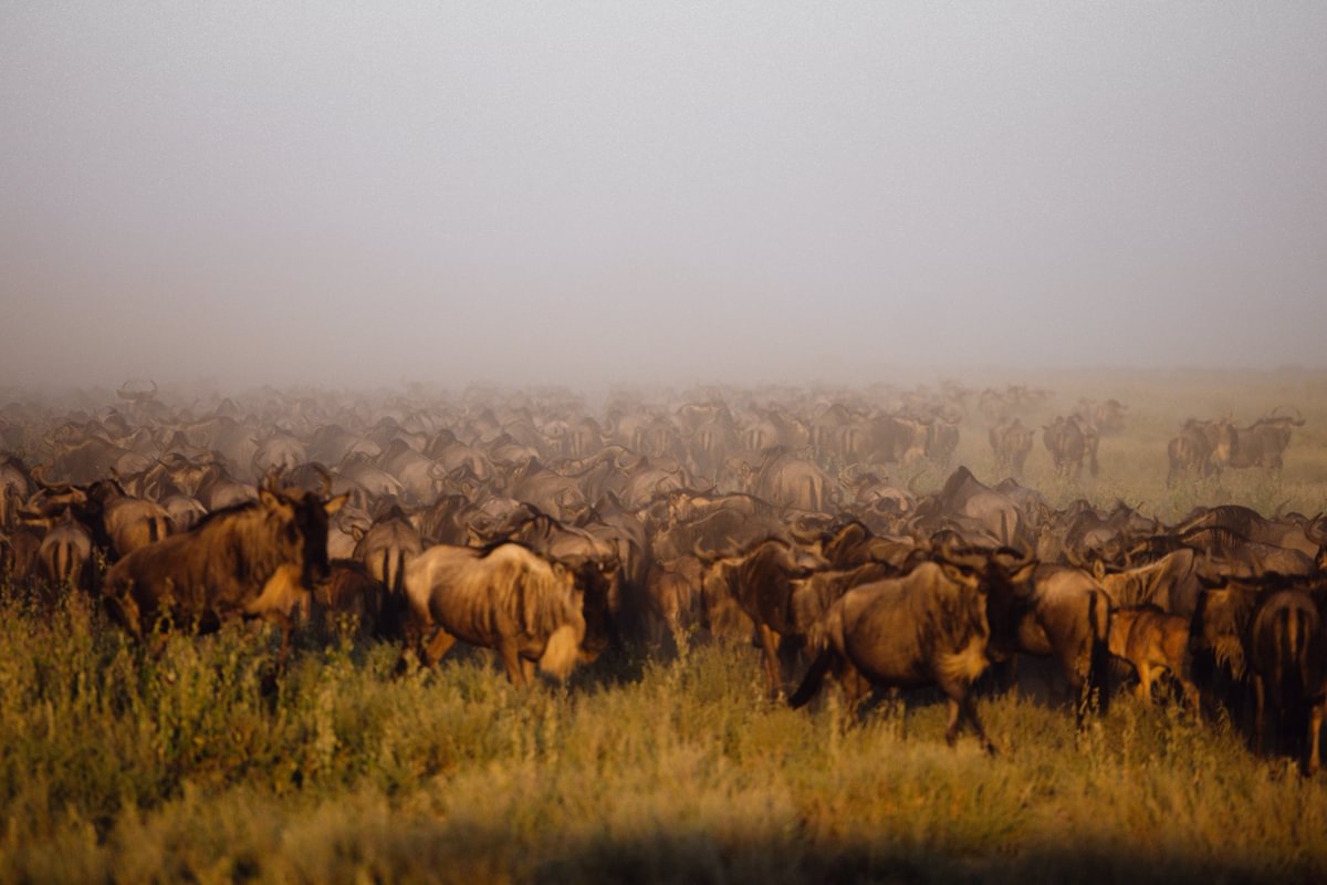 Migration herds, Lamai Wedge, Northern Serengeti, Tanzania