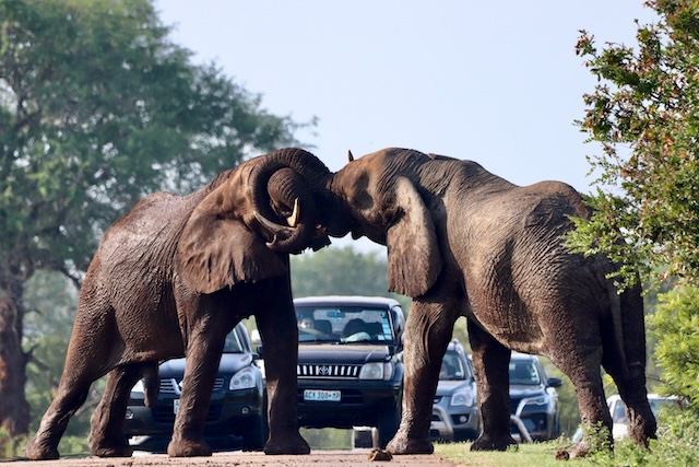 Self Drive Kruger Magic, Elephants Fightings