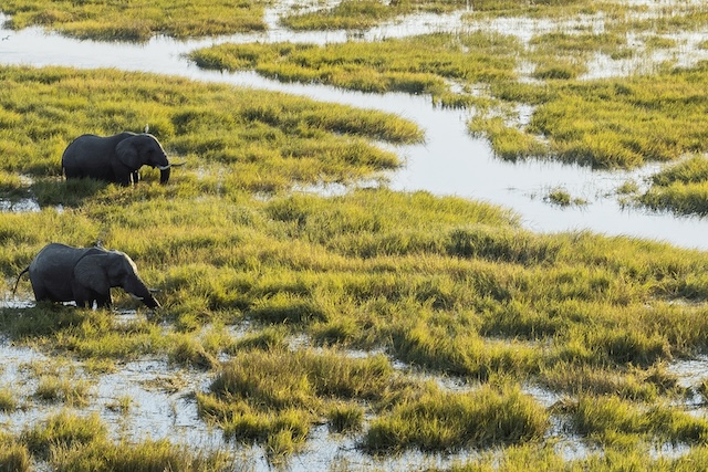 Jumbo Junction Elephants, northern Okavango Delta