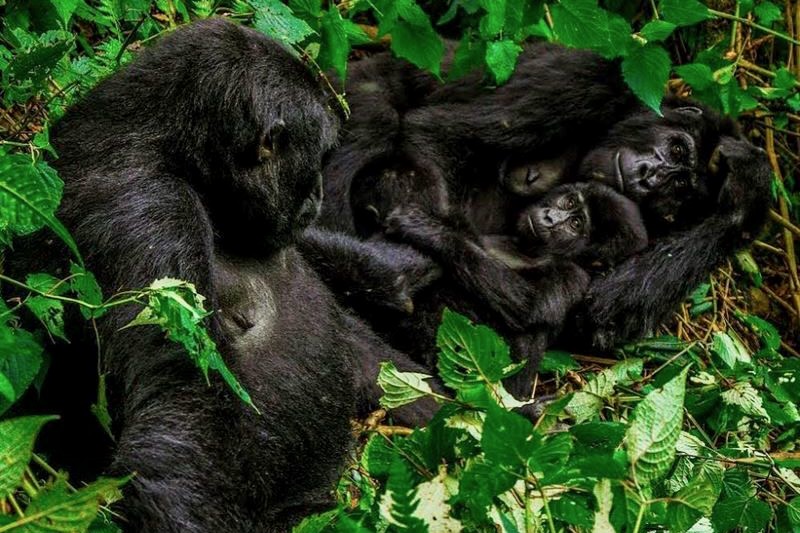 Rwanda gorilla encounter