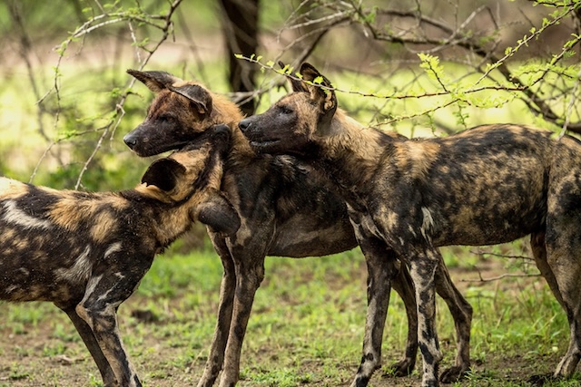 Wild Dog, Nyerere NP, Tanzania