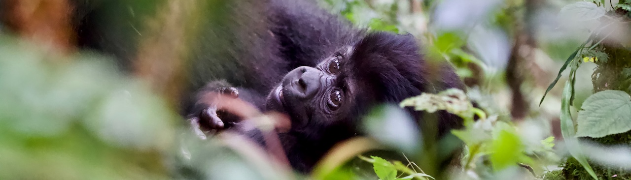 Baby mountain gorilla, Gorilla Trekking , Uganda, Bwindi Impenetrable Forest
