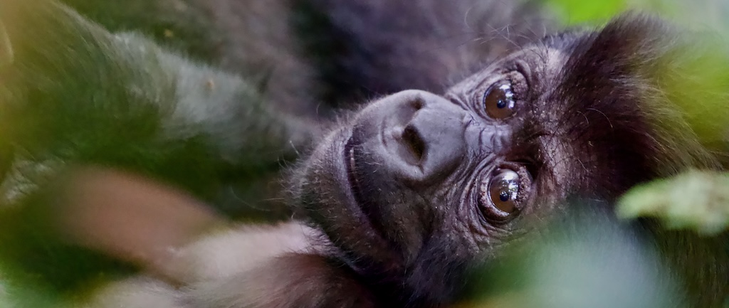 Mountain gorilla baby, Gorilla Trekking , Uganda, Bwindi Impenetrable Forest