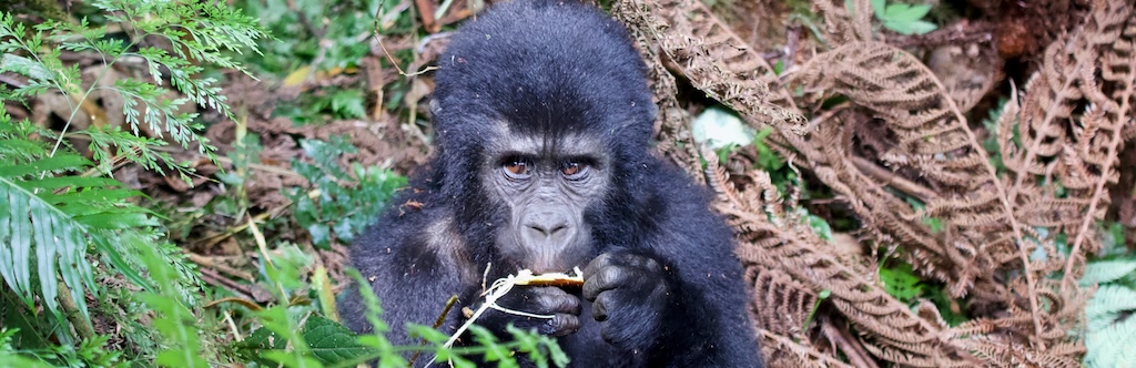 Mountain gorilla trekking, Bwindi, Uganda