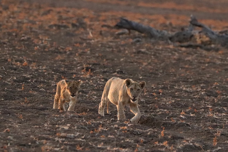 South Luangwa Nsefu